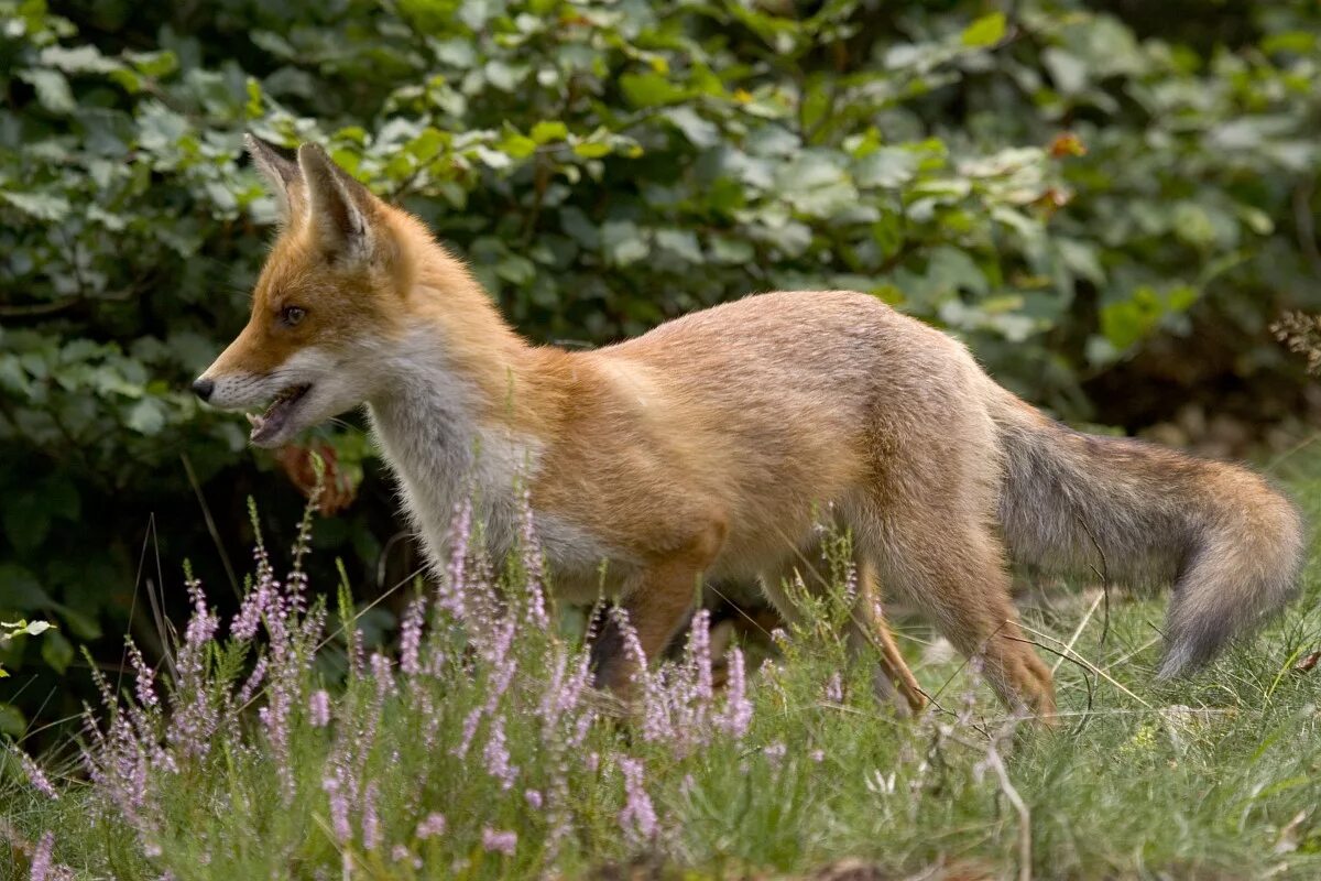 Лисица обыкновенная (лат. Vulpes Vulpes). Лиса в Татарстане. Лисы в Италии. Животные Татарстана лиса. Переведи fox