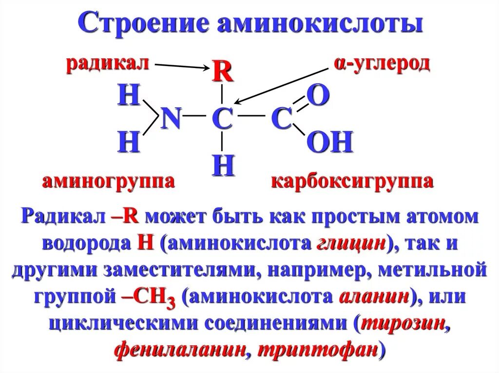 Химическая структура аминокислот. Состав аминокислот химия. Общая схема аминокислоты. Соединение 4 аминокислот. Состав радикалов аминокислот