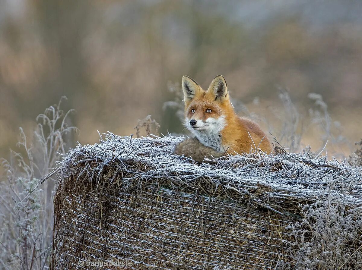 Fox h. Лисица. Лиса фото. Красивая лиса. Сибирская лиса.