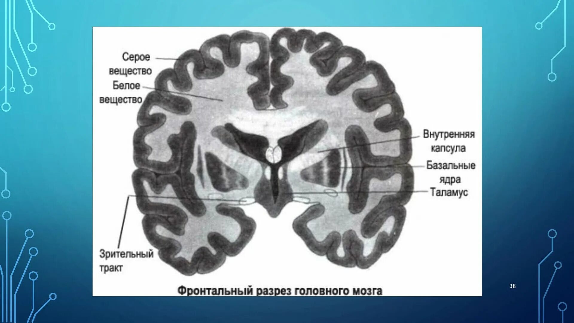 Серое вещество ядер больших полушарий. Серое вещество конечного мозга расположено. Белое и серое вещество головного мозга функции. Серое вещество головного мозга (базальные ядра). Серый мозг латынь