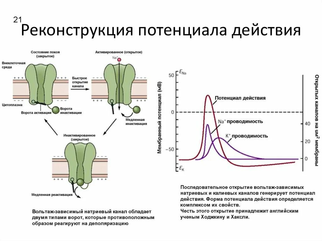 Потенциал покоя и действия схема. Что такое потенциал зависимые мембранные каналы?. Фазы потенциала действия натриевого канала. Состояние натриевых каналов в потенциале действия. Время пд