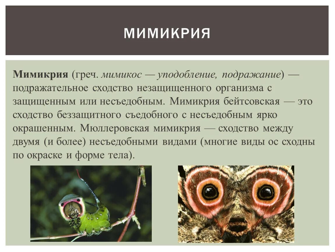 В чем сущность мимикрии Южный Город