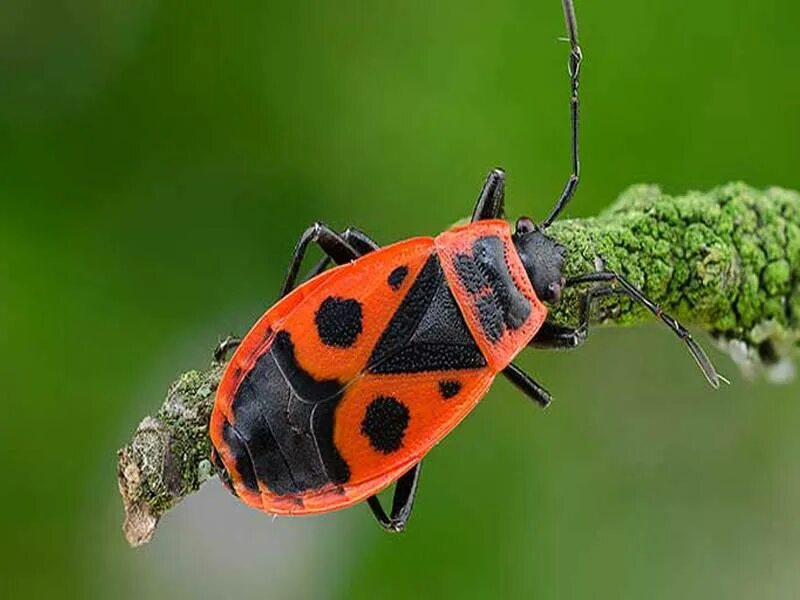 Жук пожарник клоп. Жук пожарник клоп солдатик. Клоп-солдатик Pyrrhocoris. Клоп-солдатик – Pyrrhocoris apterus. Жук клоп солдатик красный.