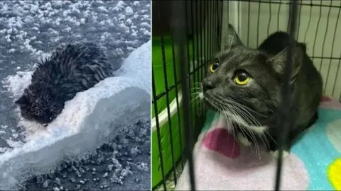 Замерший кот