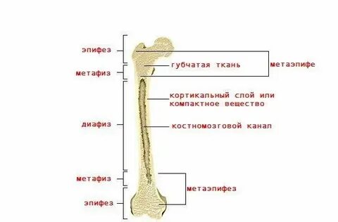 2 коротких 8 длинных