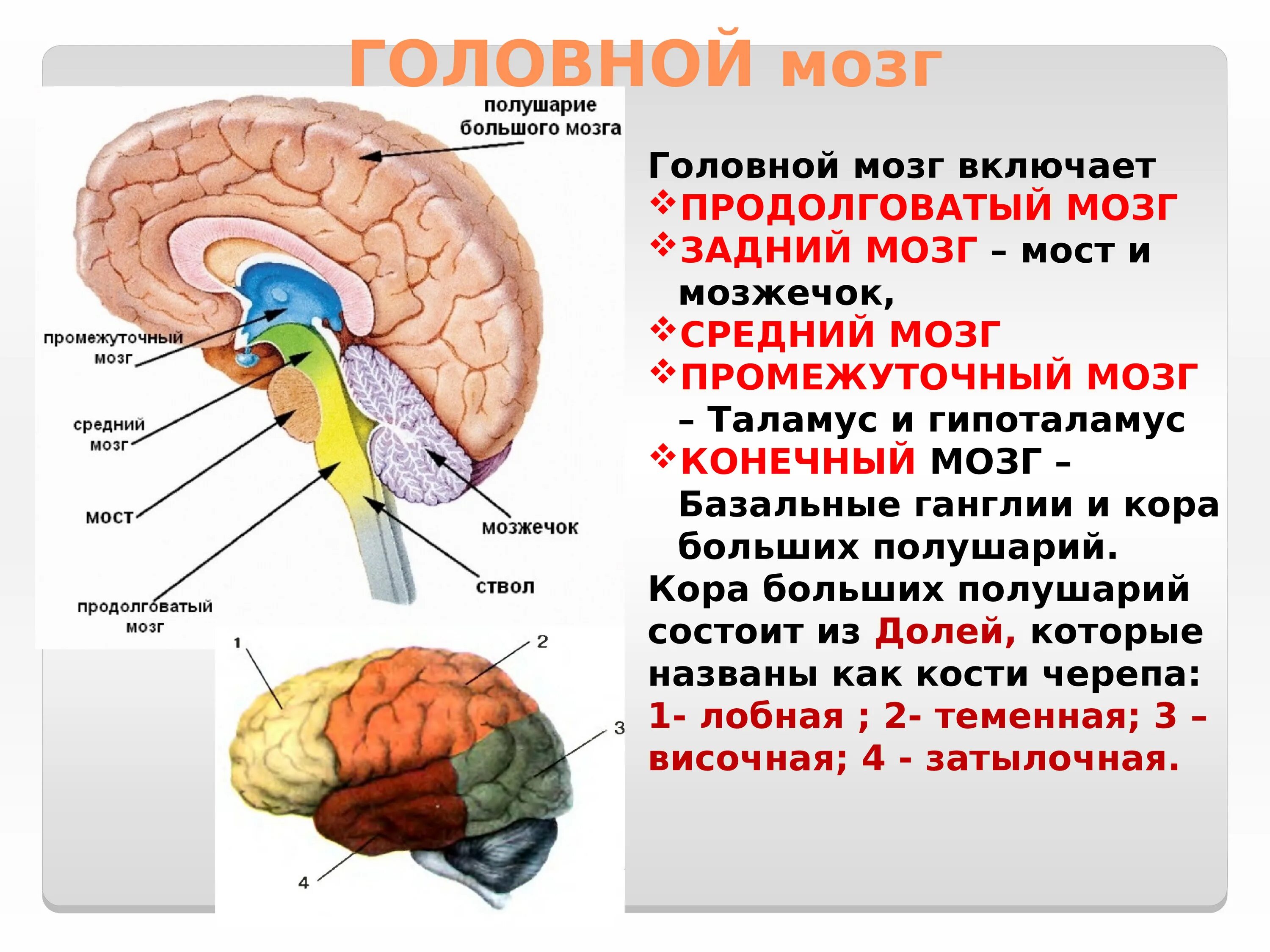 Какие отделы имеют полушария. Отдел головного мозга продолговатый мозг промежуточный мозг. Головной мозг строение мозжечок мост. Строение головного мозга ствол мозжечок.