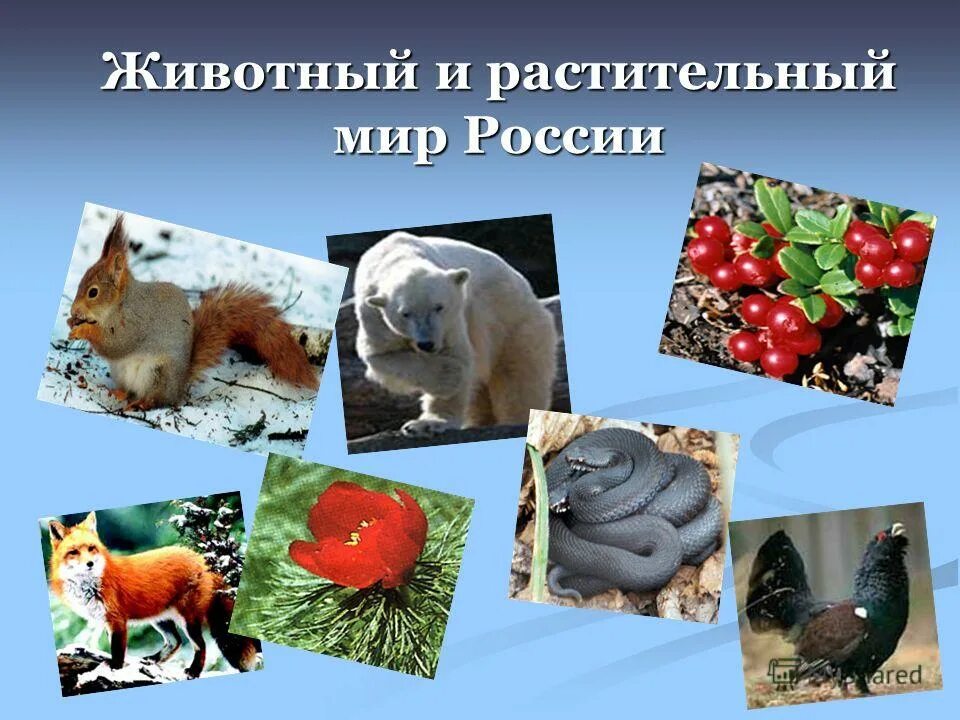 Подготовить животное и растение