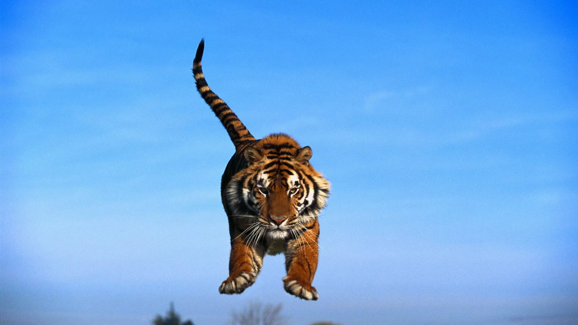 Sky tiger. Sky tiger