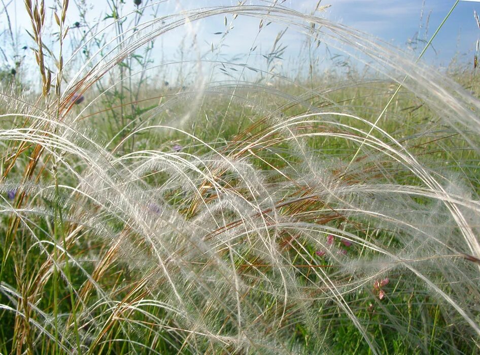 Ковыль семена. Ковыль цветки его собраны в редкую. Ковыль. Ковыль-волосатик. ).