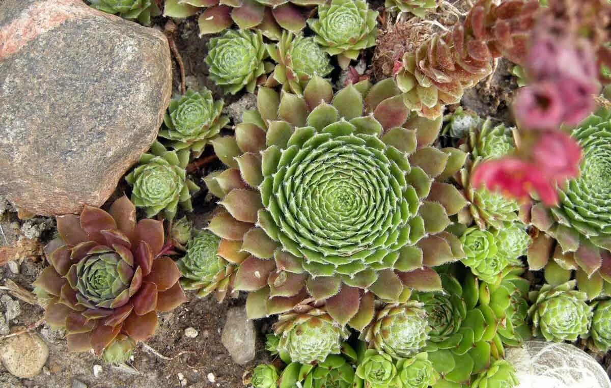 Молодило выращивание. Молодило Кассиопея. Молодило кровельное (Sempervivum tectorum). Молодило живучка. Камнеломка молодило.