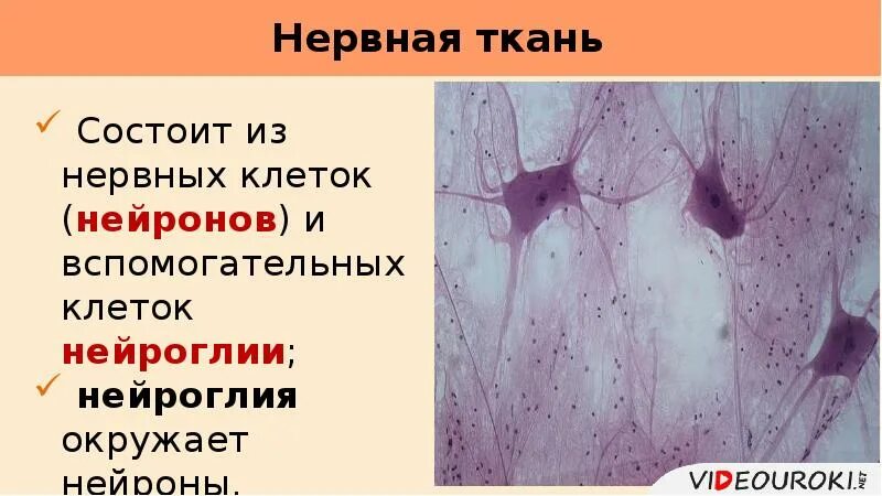 Нервная ткань состоит из ответ. Нервная ткань состоит из вспомогательных клеток. Нервная ткань состоит из нейронов и нейроглии. Из чего состоит нервная ткань. Нервная ткань специальные и вспомогательные клетки.
