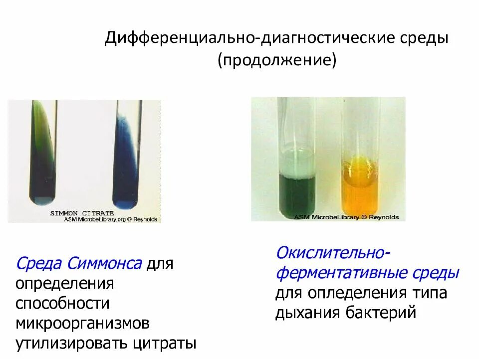 Сахаролитические свойства бактерий. Среда Ресселя дифференциально диагностическая. Дифференциально-диагностические среды Олькеницкого. Среда Симмонса микробиология. Дифференциально-диагностические среды микробиология.