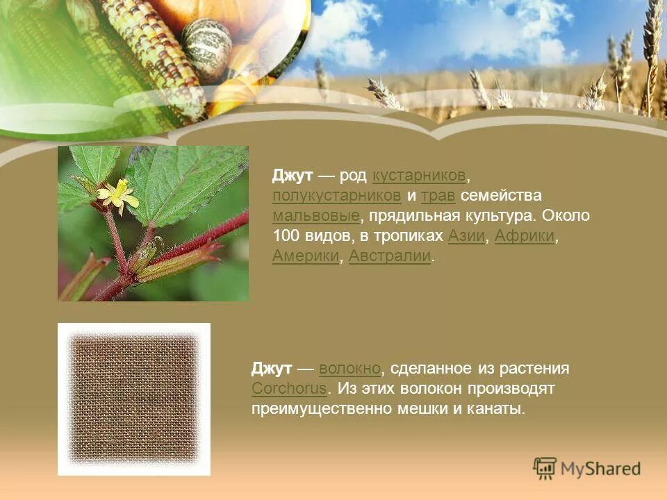 девочка в кустах. деревья кустарники и травы бобовых. роды в кустах. шалаш для детей в лесу. роды в кустах.