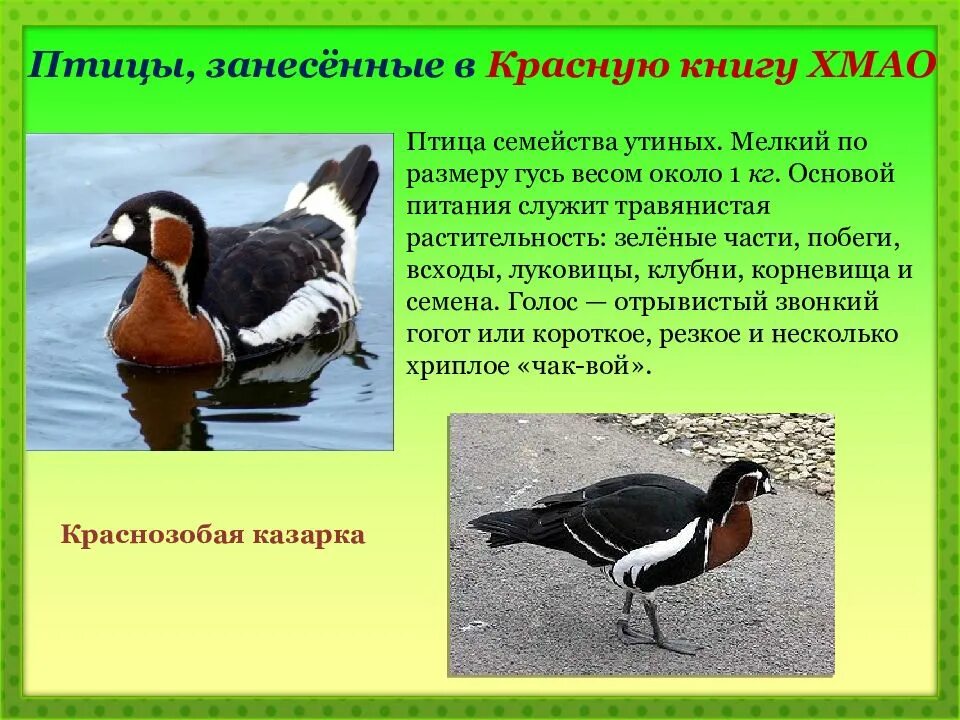 Сколько птиц занесено в красную книгу. Красная книга югры птицы. птицы занесенные в красную. животные югры занесенные в красную книгу. животные и птицы красной книги югры.