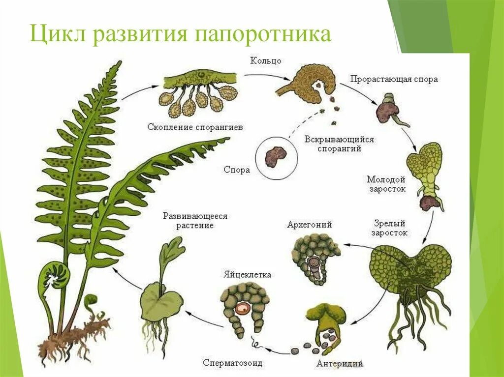 Цикл размножения папоротников. Жизненный цикл папоротника щитовника. Жизненный цикл папоротника орляка схема. Цикл развития папоротника щитовника мужского.