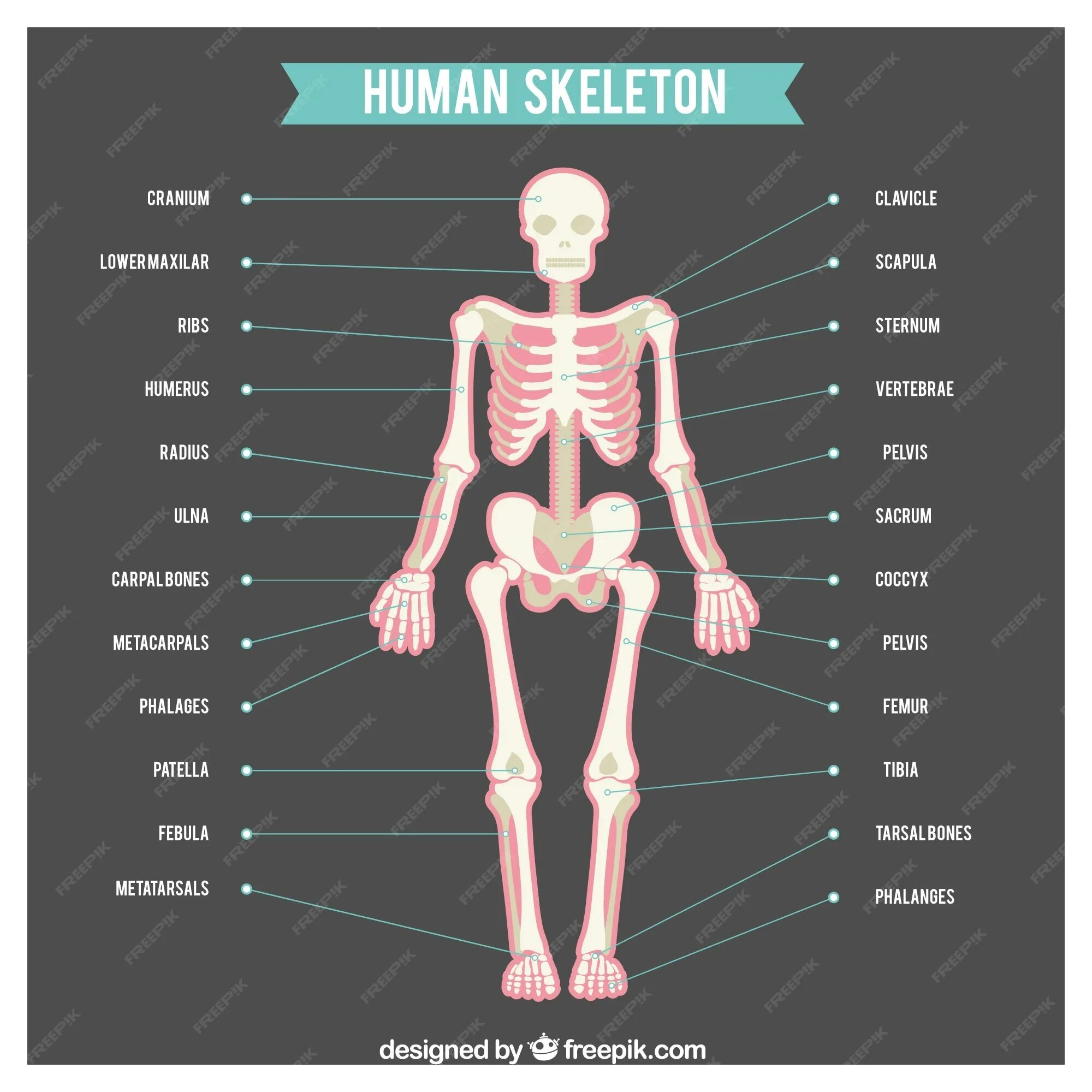 Скелет человека. Скелет человека с названием. Части тела скелета человека. Части тела человека анатомия. Человек латинское название