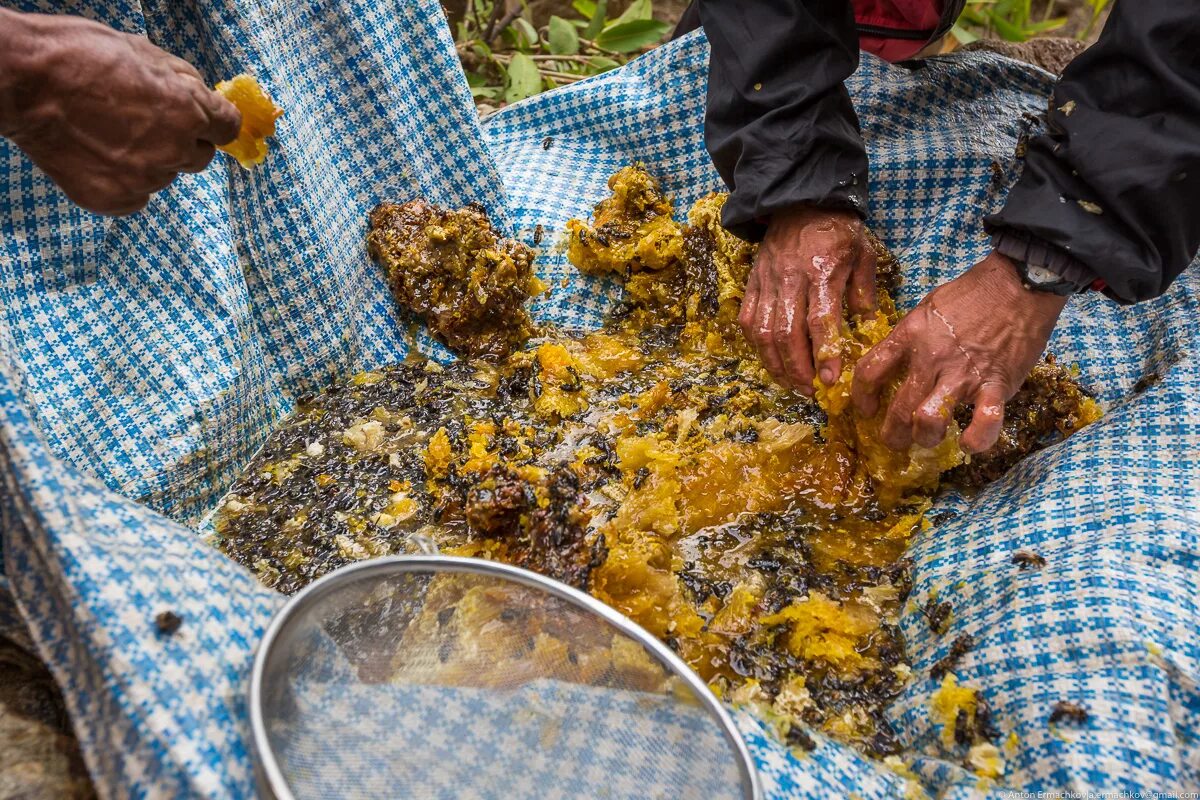 дикий бортевой мед башкирии. мёд диких пчёл бортевой. занятия восточных славян бортничество. мед башкирии бортевое пчеловодство. галлюциногенный мед гималайской пчелы.