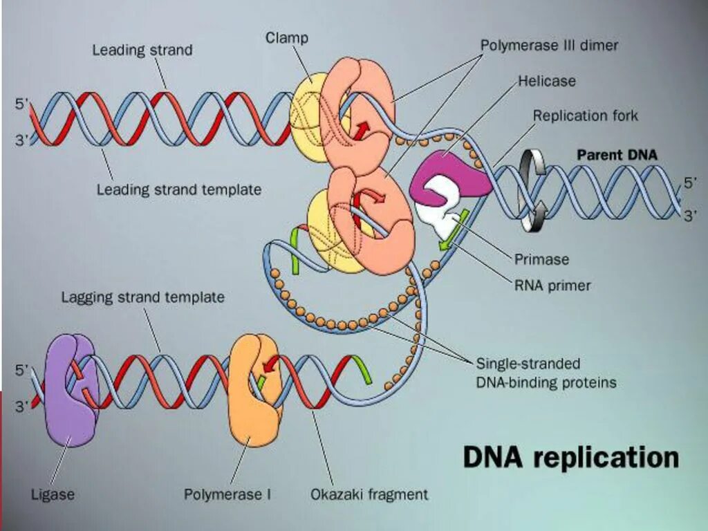 ДНК полимераза репликация ДНК. Хеликаза в репликации. Репликация молекулы ДНК. Схема репликации ДНК. Репликация в биологии