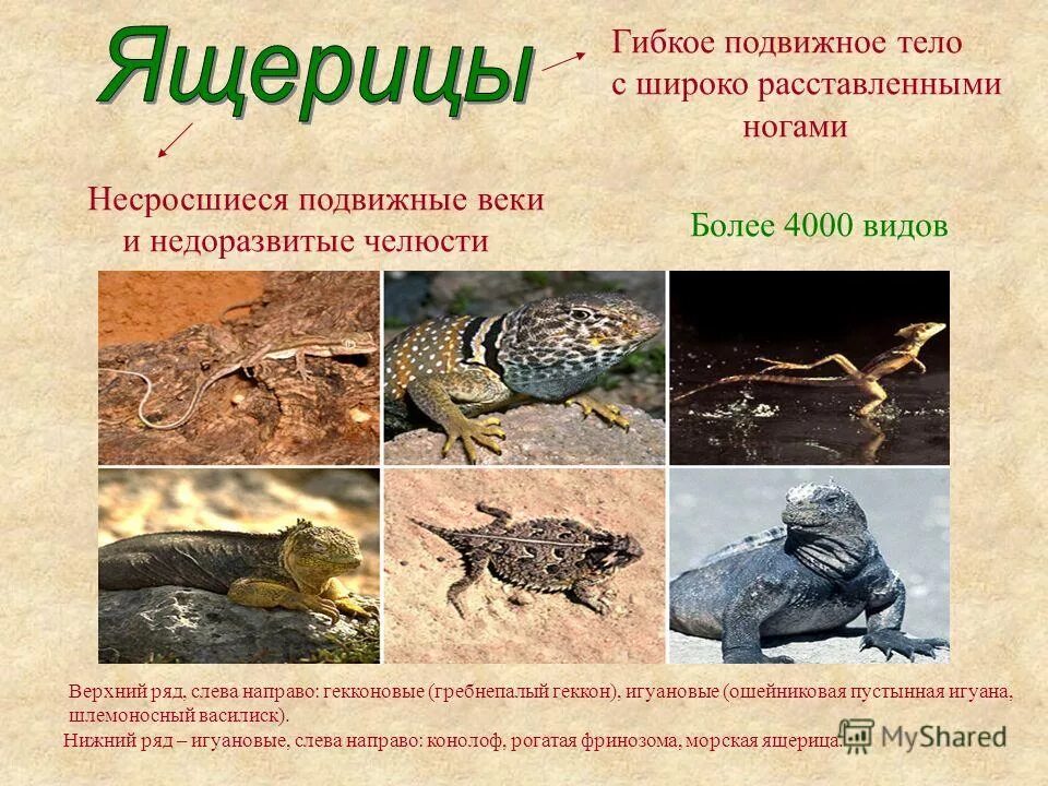 Какую роль играют современные рептилии в природе. Какую роль играют современные рептилии в природе