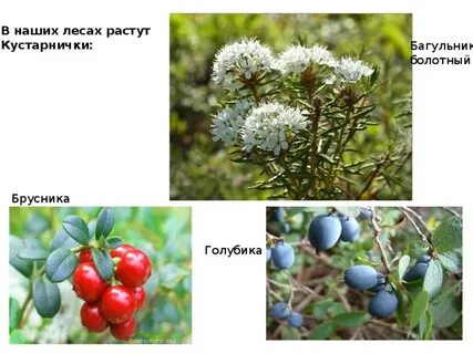Примеры кустарничков