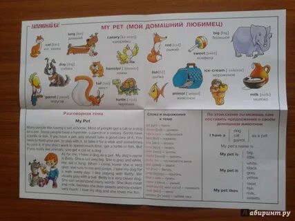 Любимчик на английском