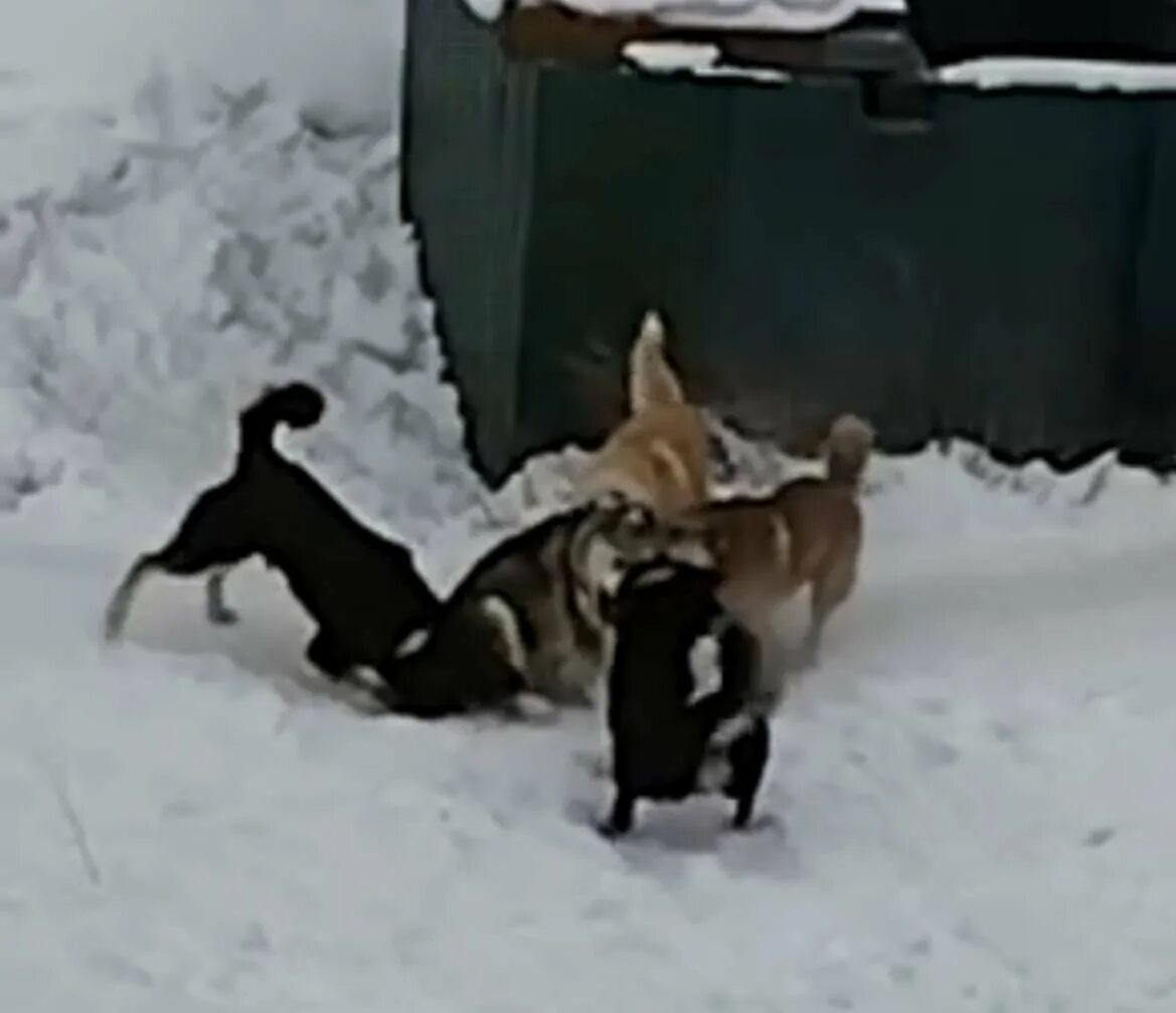 Видео начала нападения. Бродячие собаки.