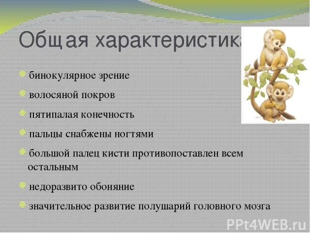 Что понимают под термином пятипалая конечность. Что понимают под термином пятипалая конечность