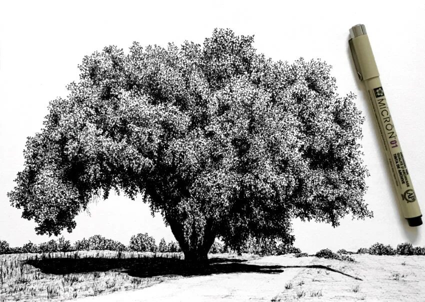 Деревья натура. Набросок дуба пером. Карандаш дерево средний. Старый дуб картинки карандашом. Draw Tree Ink Pen.