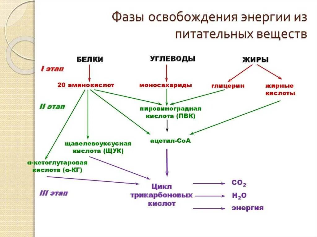 Подготовительный этап белки. Фазы извлечения энергии из питательных веществ. Основные стадии освобождения энергии из питательных веществ. Фазы катаболизма питательных веществ таблица. Этапы катаболизма пищевых веществ.