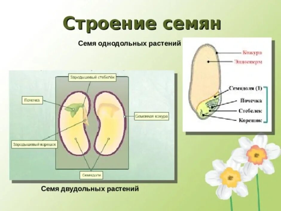 Строение семени покрытосеменных. Семя однодольного и двудольного растения. Строение семени однодольных и двудольных. Строение однодольного семени и двудольного семени. Семена однодольных и двудольных растений.