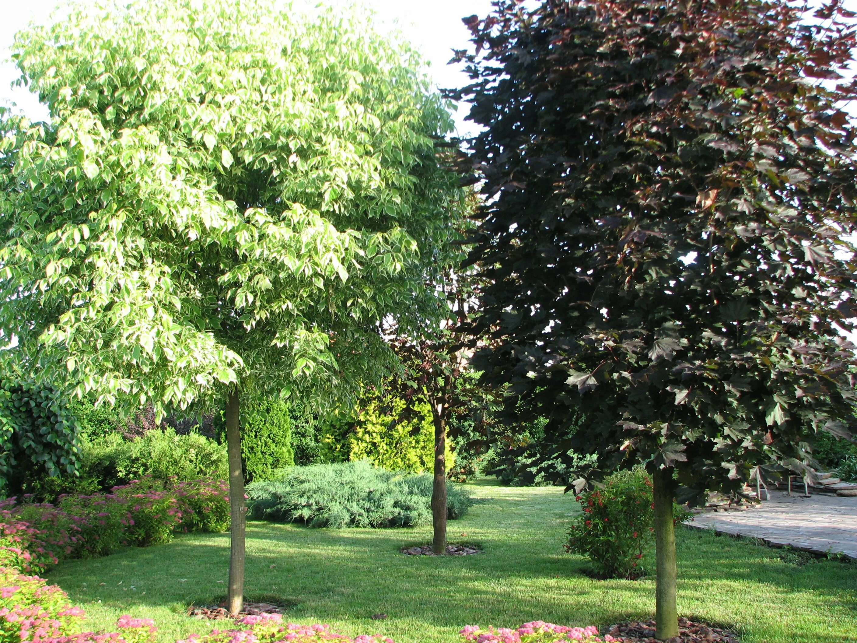 робиния umbraculifera. липа солитер. катальпа куст. лиственные деревья на участке. лиственные деревья для улицы.