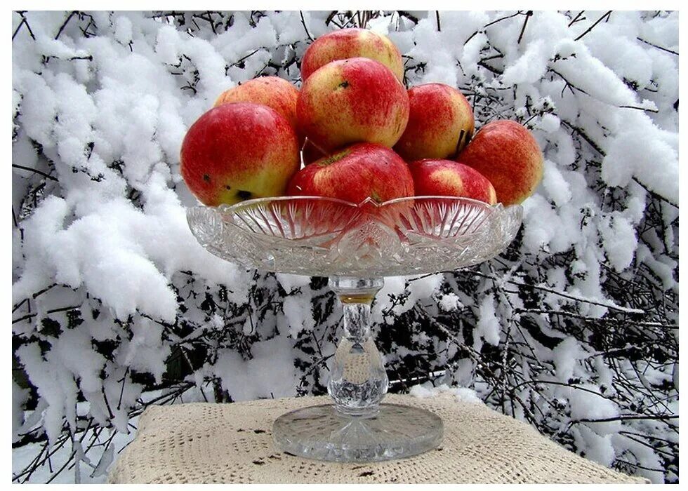Зимние яблоки стихи. Михаил муромов яблоки на снегу текст песни. Зимняя яблоня. Зимние яблоки. Яблоки на снегу со словами.