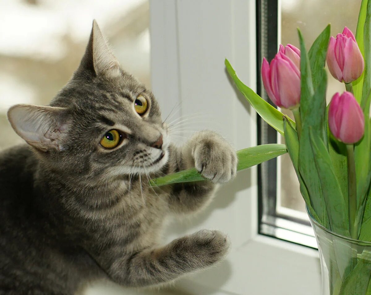 Котик с тюльпанами. Кошка с тюльпанами. Котенок с тюльпанами. Мартовские котики. Кот нюхает цветы.