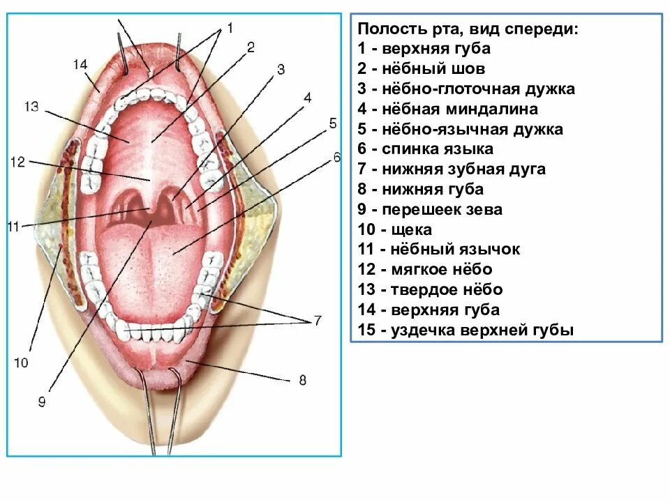 Части подов. Строение ротовой полости схема. Ротовая полость строение анатомия. Анатомическое строение полости рта. Строение небной миндалины анатомия.