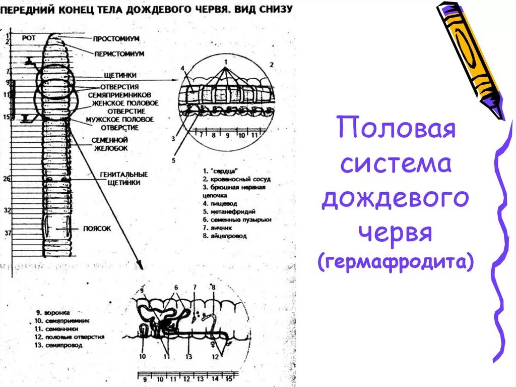 Способ размножения дождевого червя. Половая система дождевого червя схема. строение половой системы дождевого червя. мужская половая система дождевого червя. дождевые черви половая система.