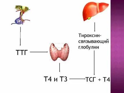 Тироксин гормоны роста