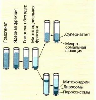 Методы изучения строения и функций клеток