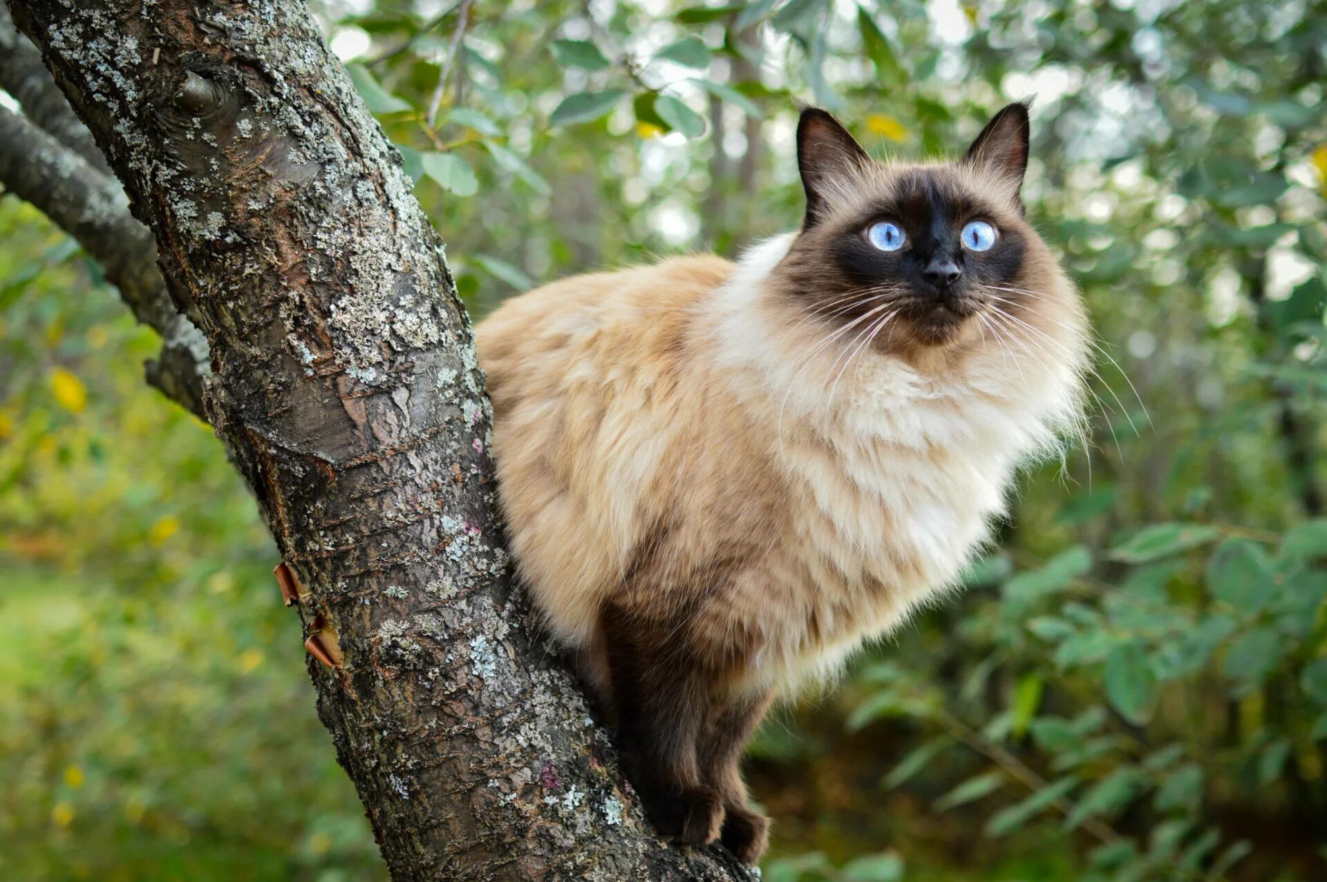 Сиамская кошка длинная шерсть. Сиамский балинезийский кот. Балинезийская (Балинез, балийская). Сиамская Балинезийская кошка. Кот балинезийской породы.