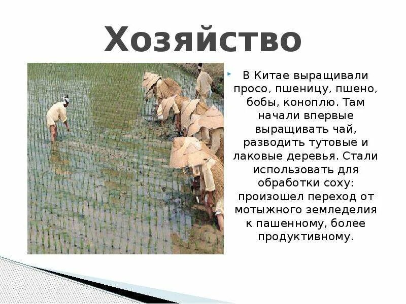 Какие сельскохозяйственные культуры выращивали китайские земледельцы