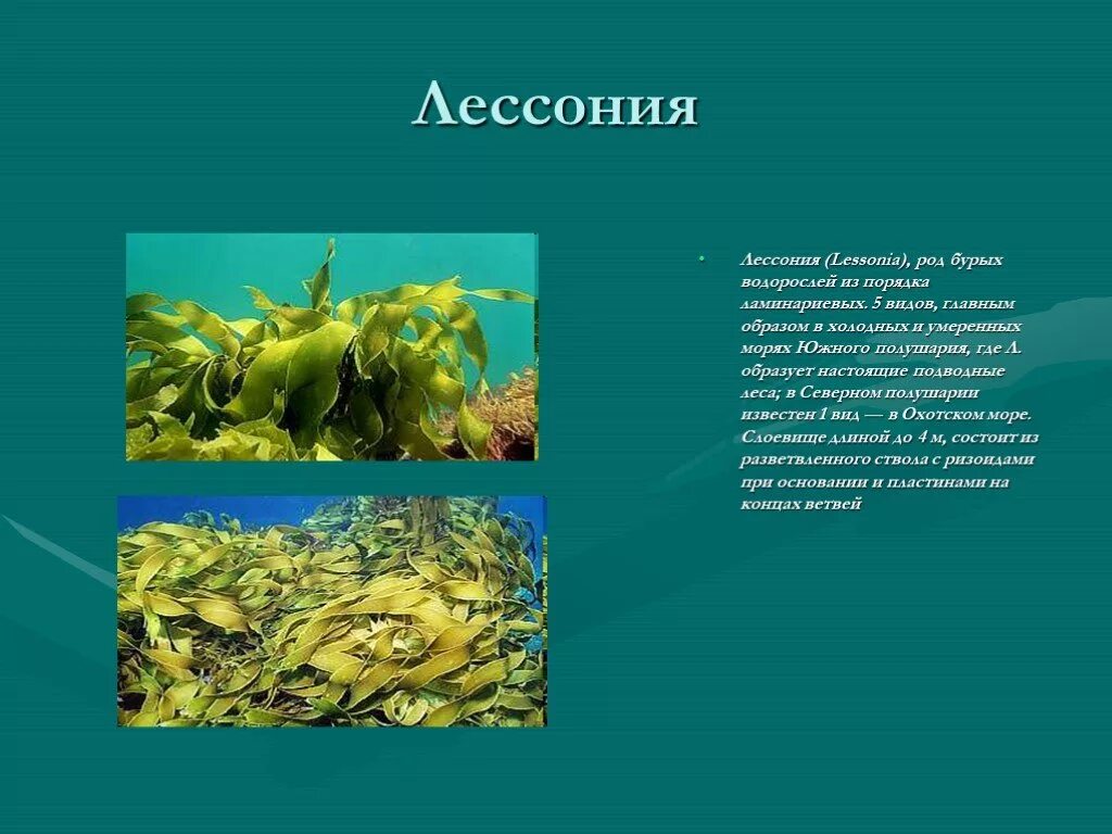 Бурые водоросли биология 7. Лессония водоросль. Бурые водоросли презентация. Доклад по биологии водоросли. Сообщение о любом виде водорослей.