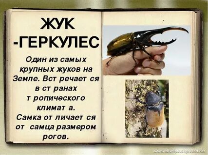 Где обитает жук геркулес из красной книги