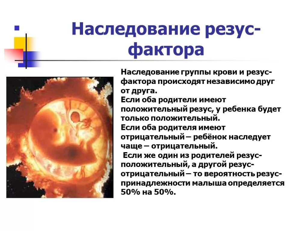 Резус отрицательный рецессивный. Таблица наследования резус фактора крови. Наследование групп крови и резус фактора. Как наследуется резус фактор. Наследование группы крови и резус фактора от родителей.