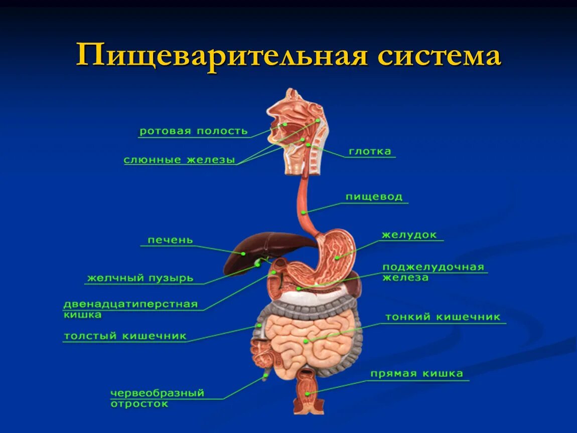 Пищеварительная система причины. Анатомическое строение пищеварительной системы человека. Система органов пищеварения человека биология 8 класс. Схема пищеварительной системы человека 8 класс. Органы пищеварения 8 класс биология.