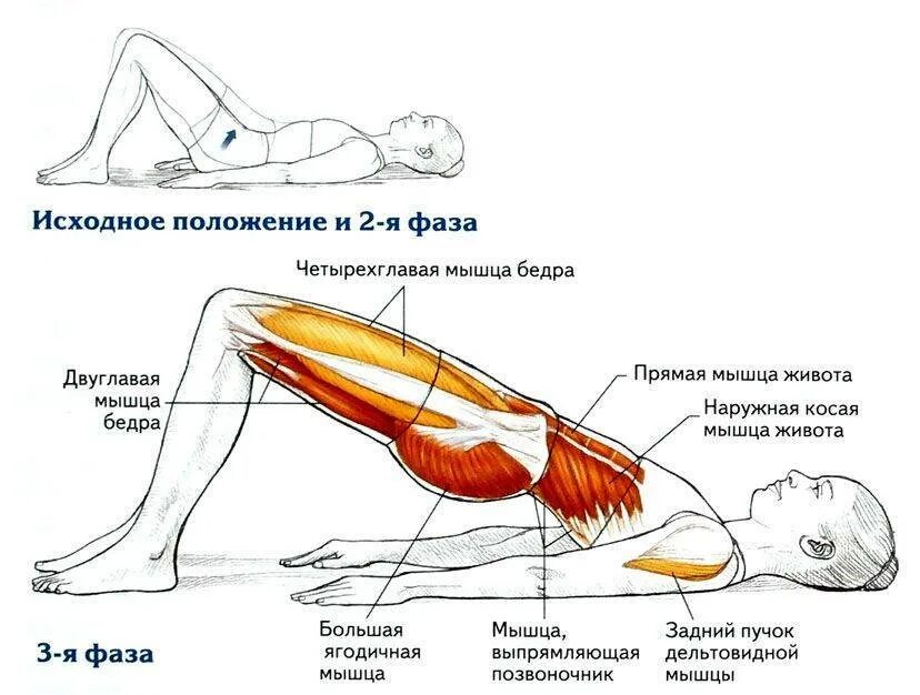 Как накачать лобковые мышцы