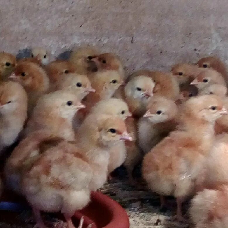 Цыплята Ломан Браун. Цыплята курочки Ломан брау. Суточные цыплята Хайсекс Браун. Суточные цыплята ломан браун