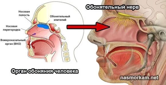 Если нет обоняния что. Восстановление обоняния. вомероназальный орган человека. вомероназальный орган обоняния. усиление обоняния.