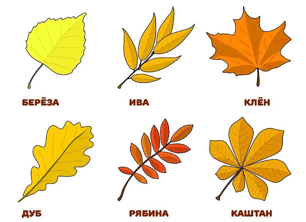Рисунки листьев с названиями