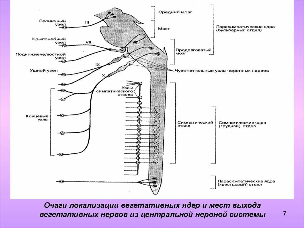 Вегетативная нервная система схема спинного мозга. Ядра центрального отдела симпатической нервной системы. Ядра вегетативной нервной системы. Ядра вегетативной нервной системы в спинном мозге. Ядра центральной нервной системы