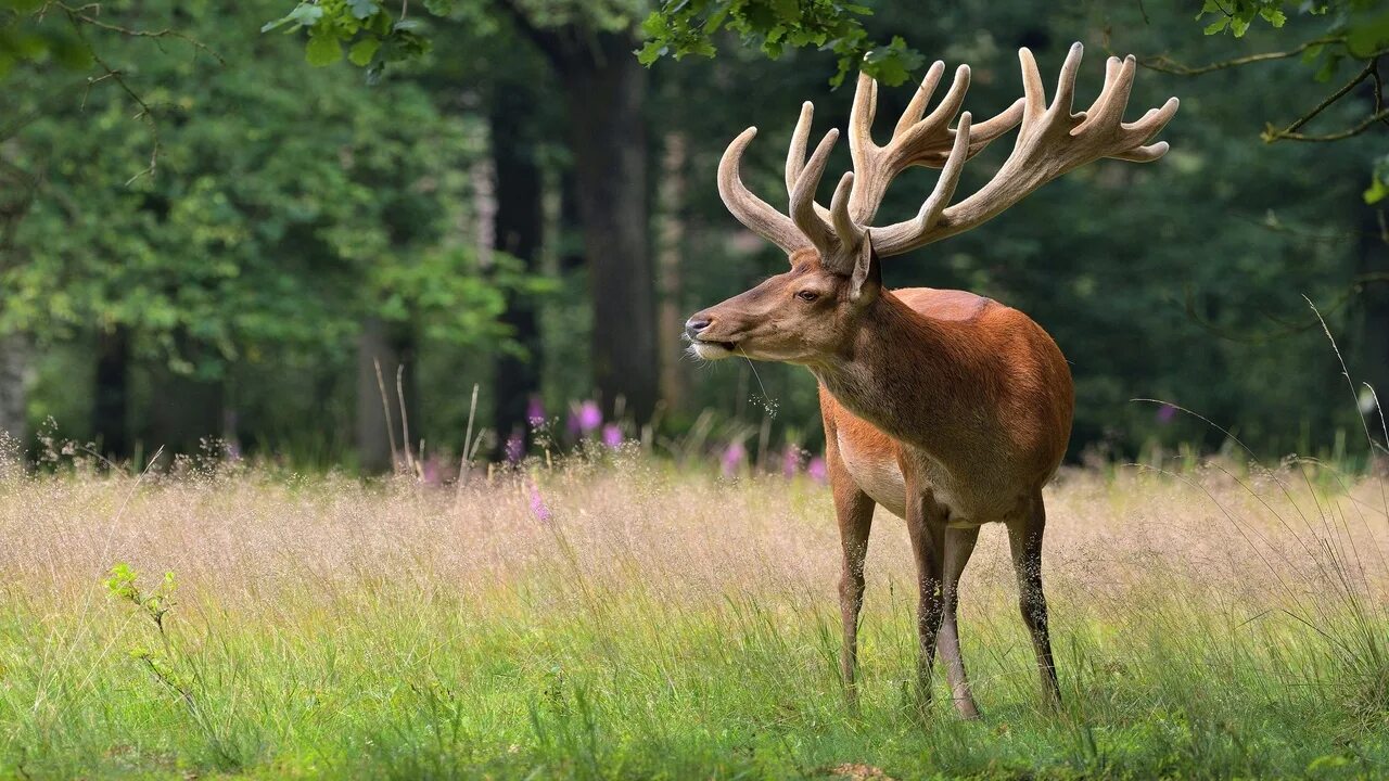 Free Image on Pixabay - Deer, Trees, Stag, Wildlife Deer pictures, Woodland anim