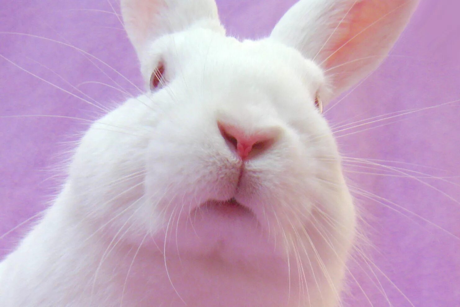 какого цвета носик. какого цвета носик. носы животных коллаж. морда кролика. нос кошки.
